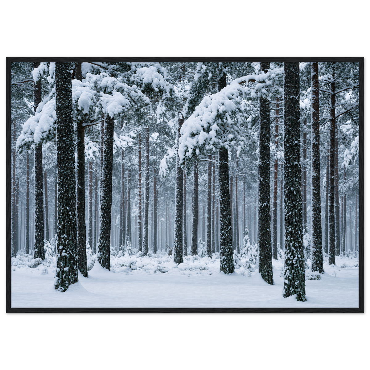 Fresh snow falling through a stand of tall pine trees, print in a black frame
