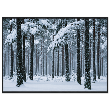 Fresh snow falling through a stand of tall pine trees, print in a black frame