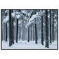 Fresh snow falling through a stand of tall pine trees, print in a black frame