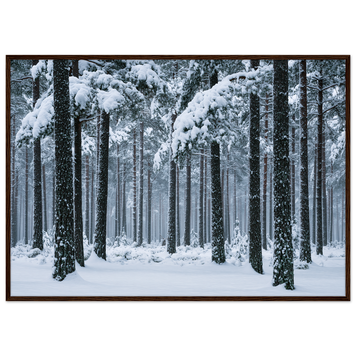 Fresh snow falling through a stand of tall pine trees, print in a dark wood frame