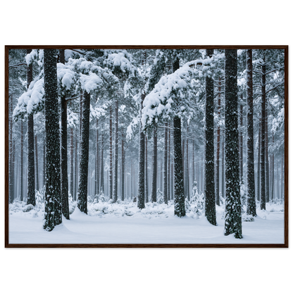 Fresh snow falling through a stand of tall pine trees, print in a dark wood frame