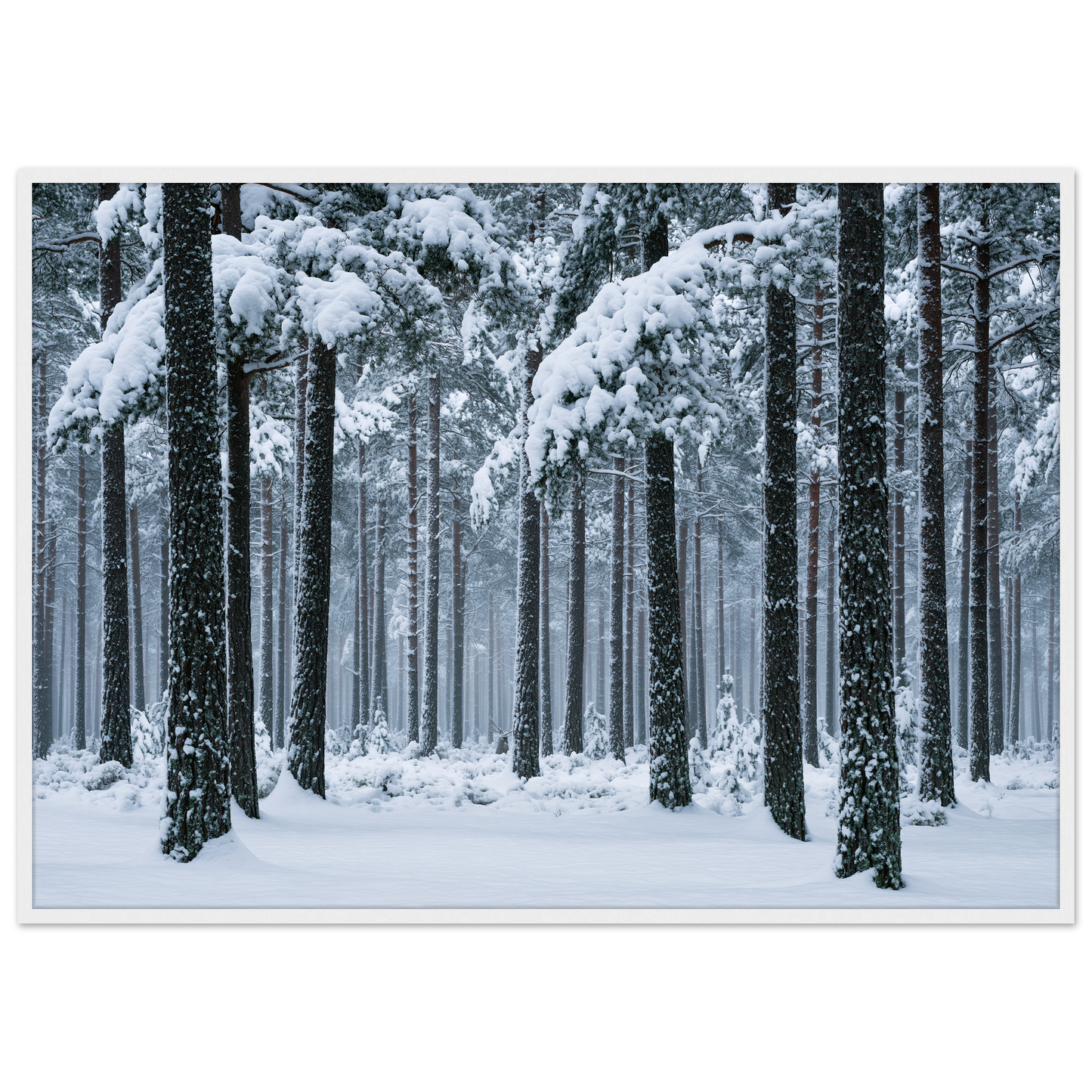 Fresh snow falling through a stand of tall pine trees, print in a white frame
