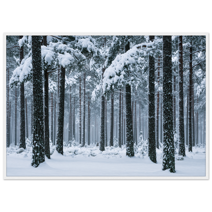 Fresh snow falling through a stand of tall pine trees, print in a white frame