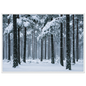 Fresh snow falling through a stand of tall pine trees, print in a white frame