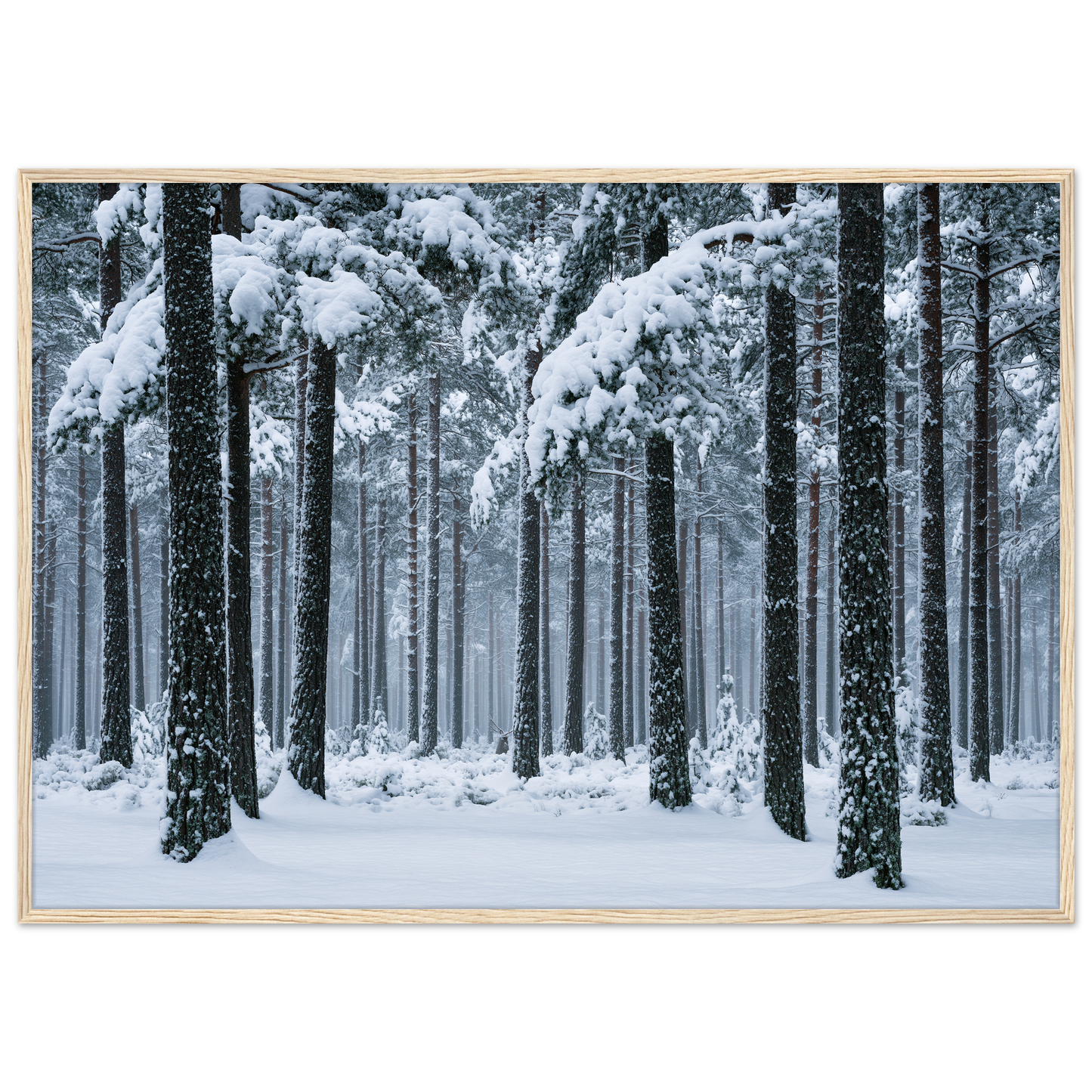 Fresh snow falling through a stand of tall pine trees, print in a natural wood frame