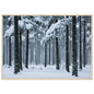 Fresh snow falling through a stand of tall pine trees, print in a natural wood frame