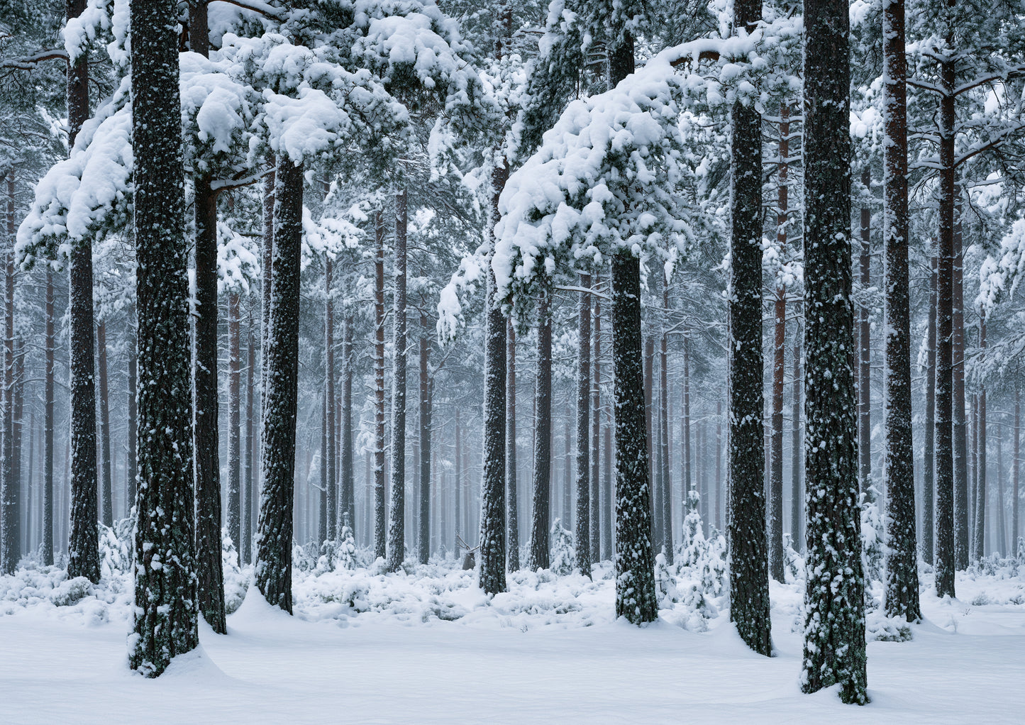 Fresh snow falling through a stand of tall pine trees in soft winter light