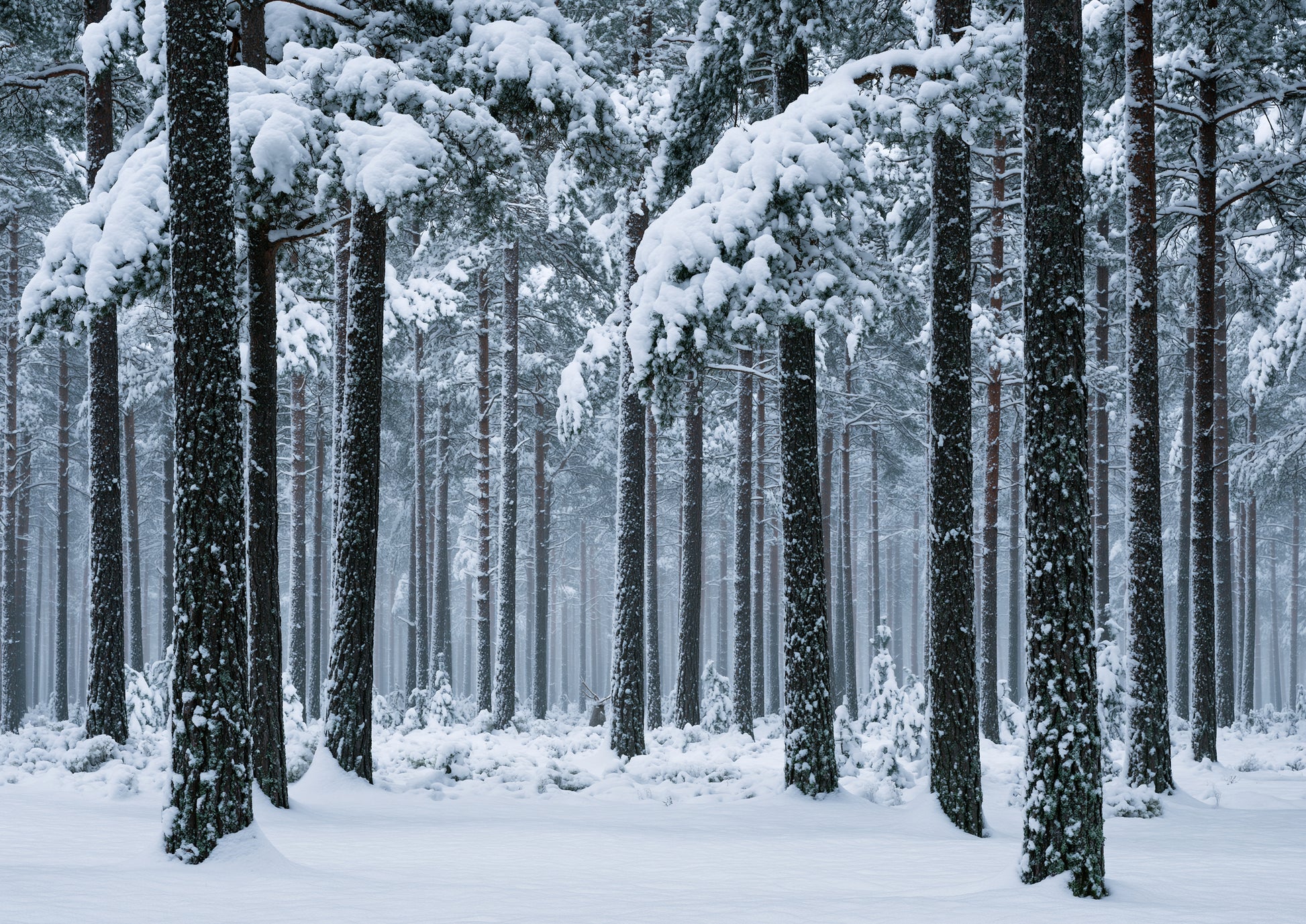 Fresh snow falling through a stand of tall pine trees in soft winter light
