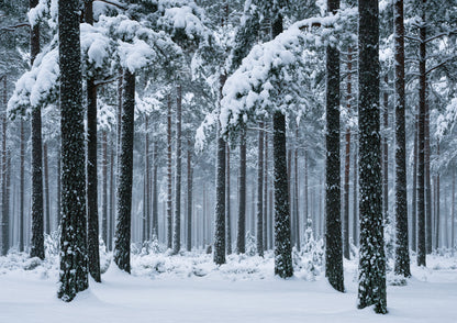 Fresh snow falling through a stand of tall pine trees in soft winter light