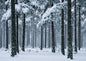 Fresh snow falling through a stand of tall pine trees in soft winter light