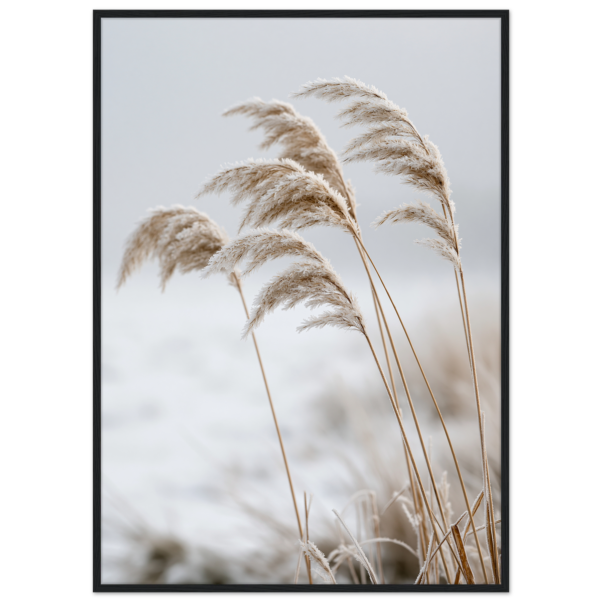 Five frosted reed seedheads bowed under ice, print in a black frame