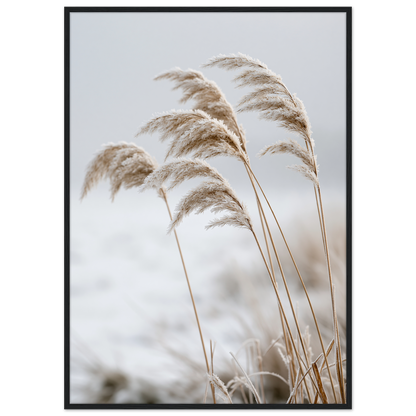 Five frosted reed seedheads bowed under ice, print in a black frame