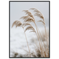Five frosted reed seedheads bowed under ice, print in a black frame
