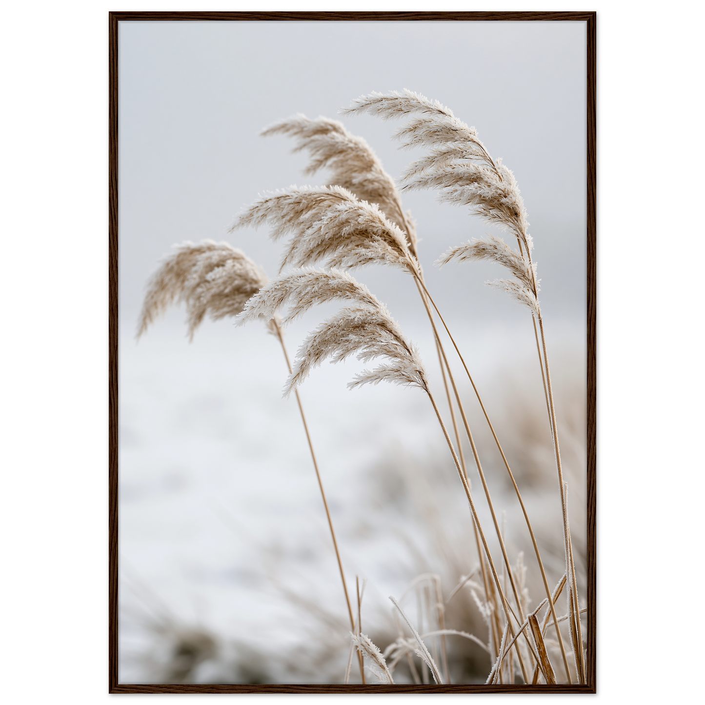 Five frosted reed seedheads bowed under ice, print in a dark wood frame