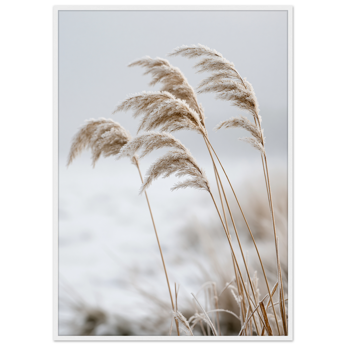 Five frosted reed seedheads bowed under ice, print in a white frame