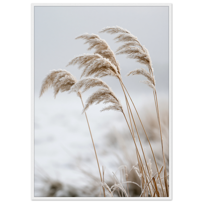 Five frosted reed seedheads bowed under ice, print in a white frame