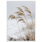 Five frosted reed seedheads bowed under ice, print in a white frame