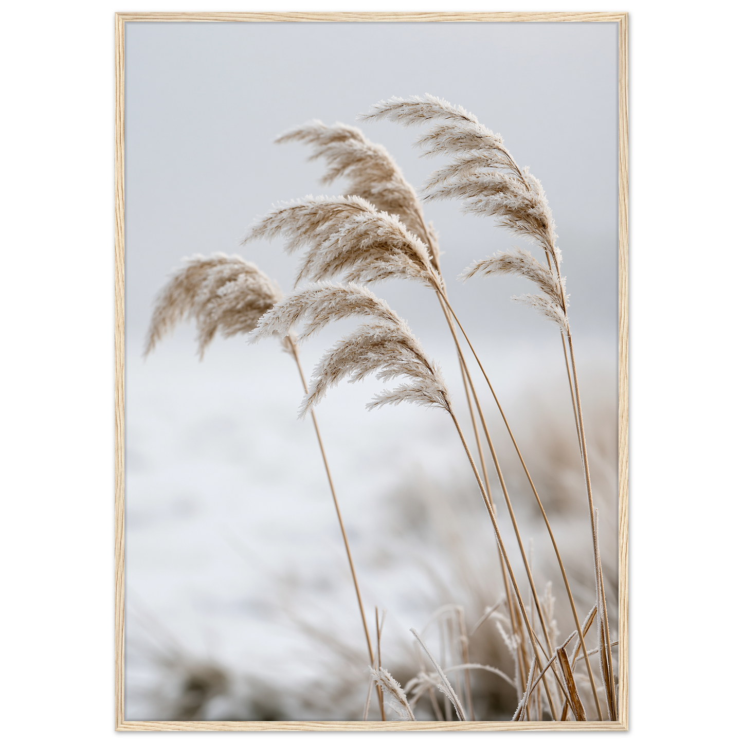 Five frosted reed seedheads bowed under ice, print in a natural wood frame