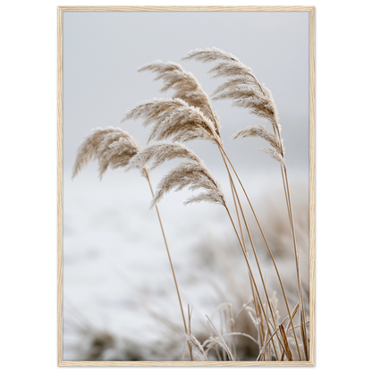 Five frosted reed seedheads bowed under ice, print in a natural wood frame