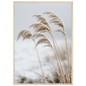 Five frosted reed seedheads bowed under ice, print in a natural wood frame