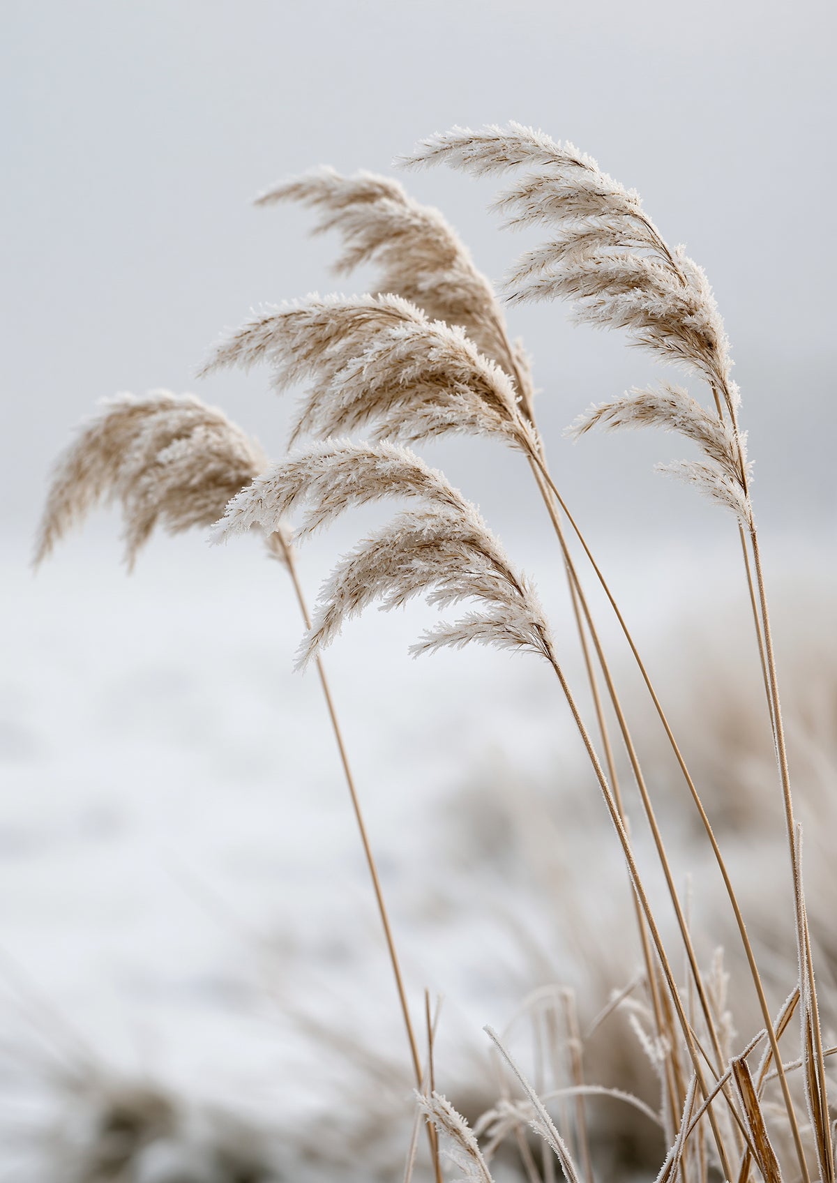 Five frosted reed seedheads bowed together under a weight of ice