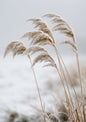 Five frosted reed seedheads bowed together under a weight of ice