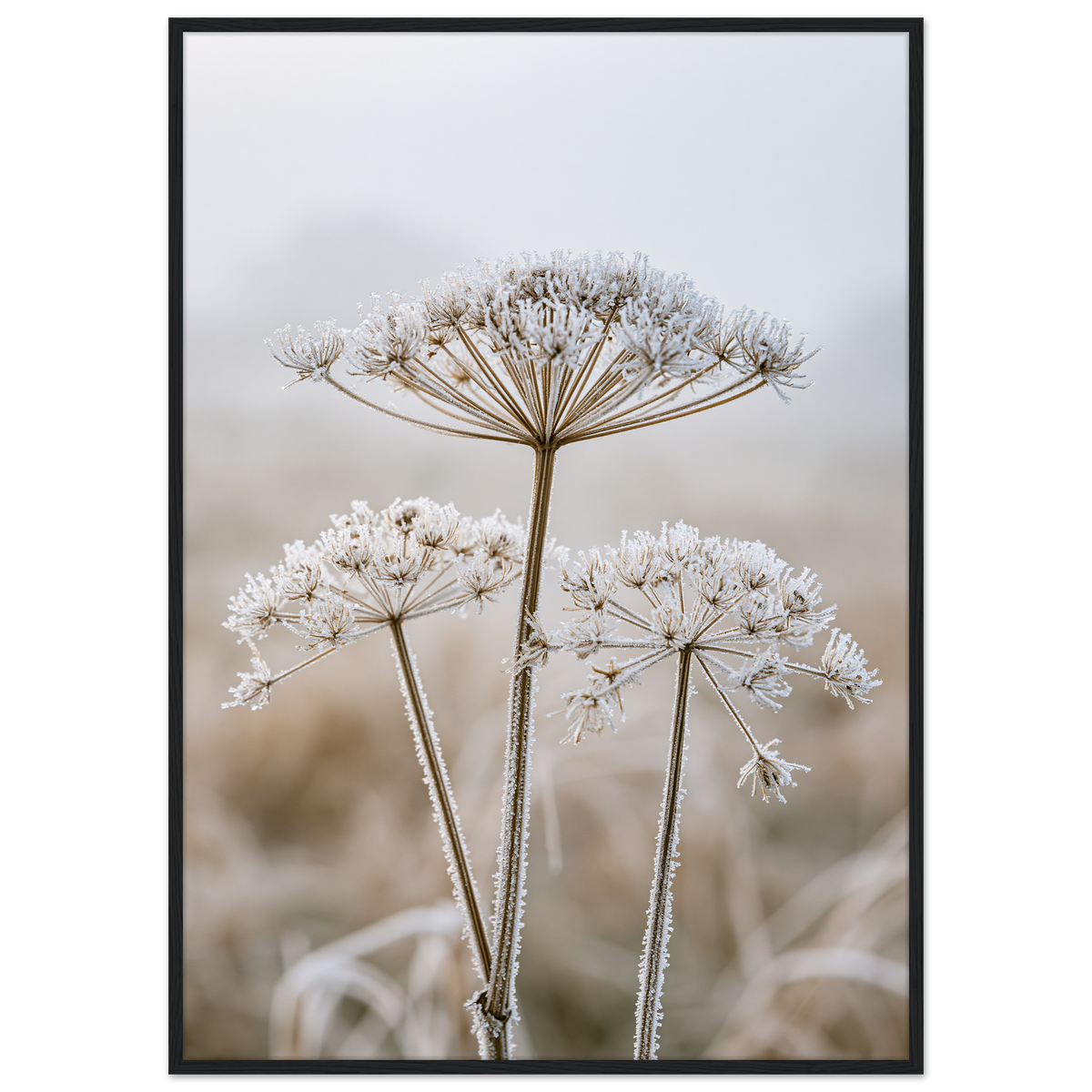 Three dried seedheads in hard frost, print in a black frame