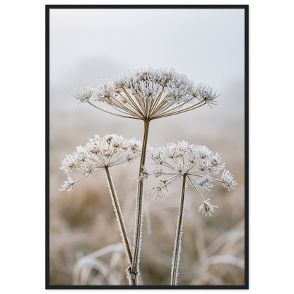 Three dried seedheads in hard frost, print in a black frame