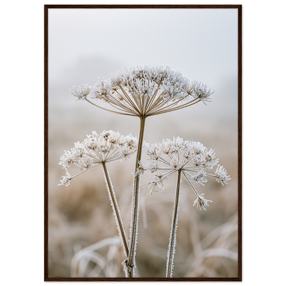Three dried seedheads in hard frost, print in a dark wood frame