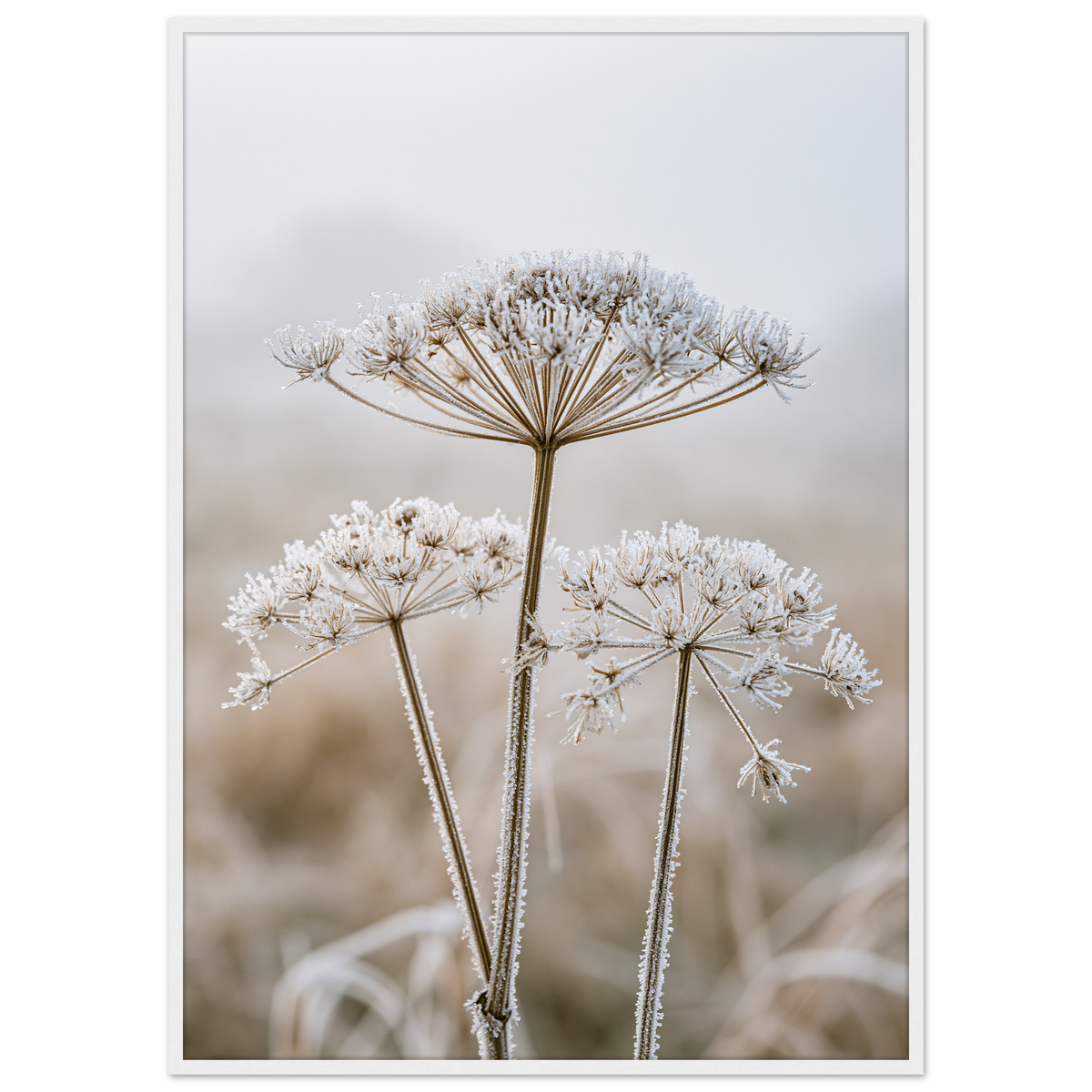 Three dried seedheads in hard frost, print in a white frame