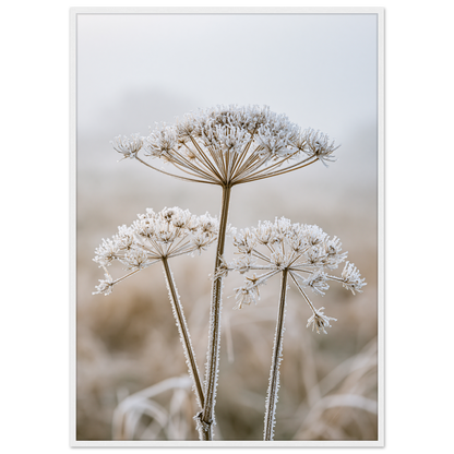Three dried seedheads in hard frost, print in a white frame
