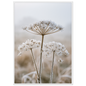 Three dried seedheads in hard frost, print in a white frame