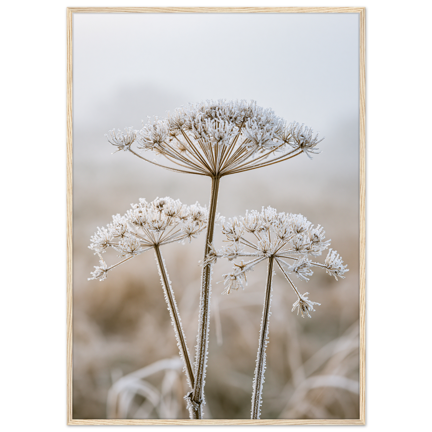 Three dried seedheads in hard frost, print in a natural wood frame