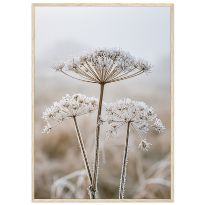 Three dried seedheads in hard frost, print in a natural wood frame