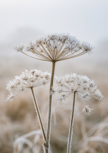 Three dried seedheads standing in hard frost against a pale winter ground