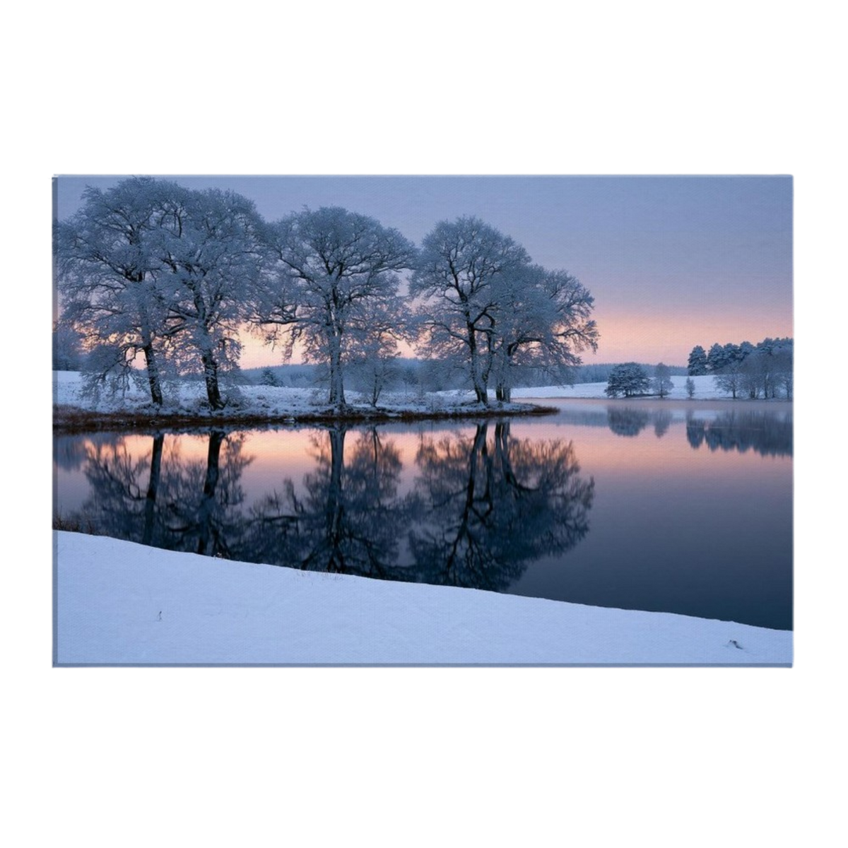 Hoar-frosted oaks on a low promontory mirrored exactly in a still frozen lake at first light, rose and gold along the far shore, printed on stretched canvas