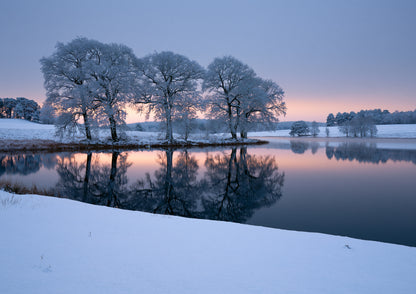 Hoar-frosted trees mirrored in a still frozen lake at first light