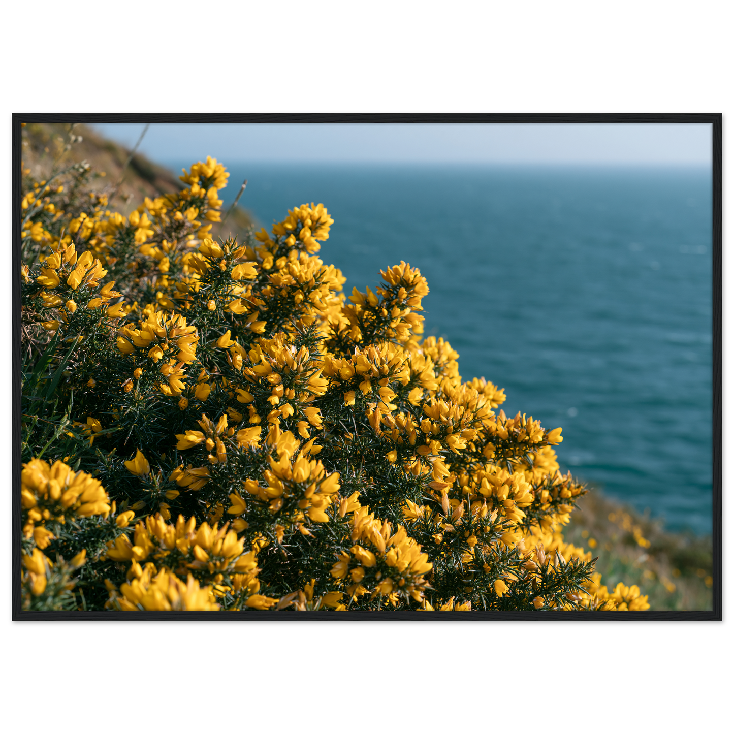 Golden gorse in flower on a clifftop above a blue sea, print in a black frame