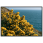 Golden gorse in flower on a clifftop above a blue sea, print in a black frame