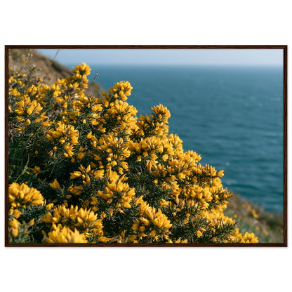 Golden gorse in flower on a clifftop above a blue sea, print in a dark wood frame