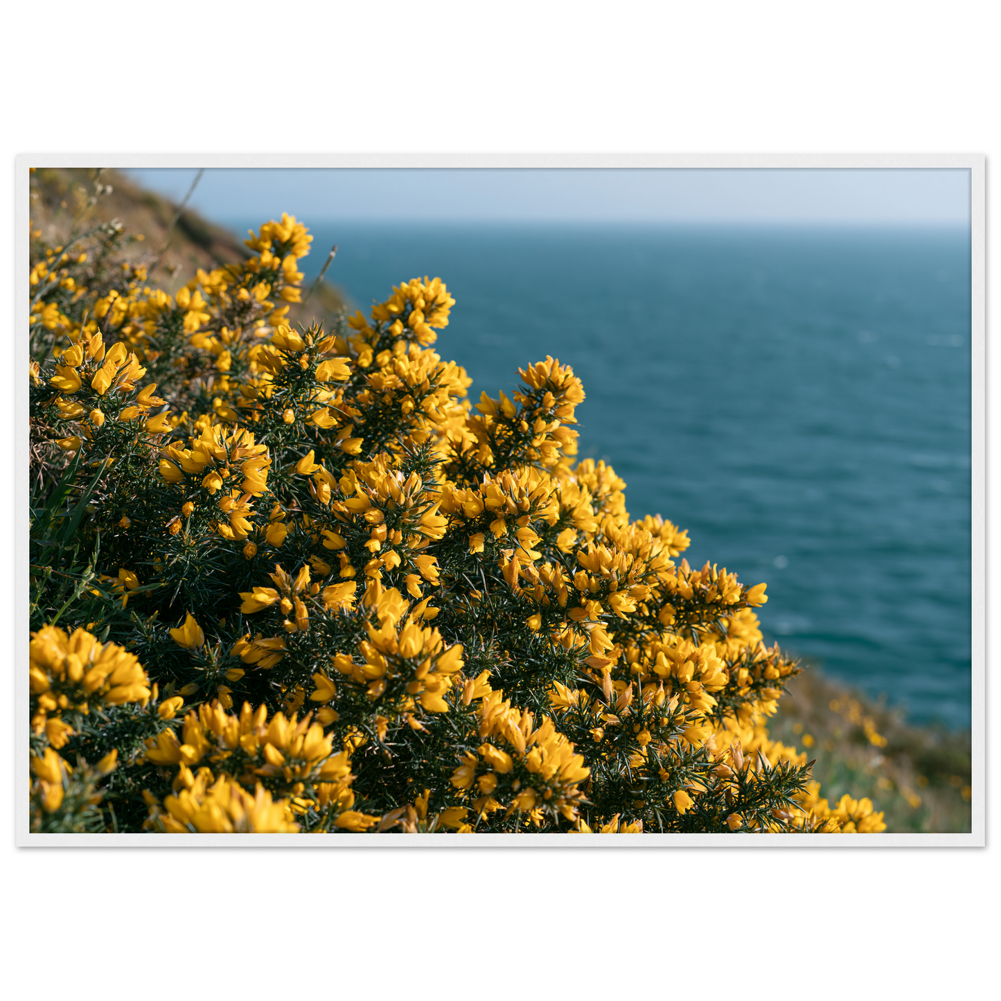 Golden gorse in flower on a clifftop above a blue sea, print in a white frame