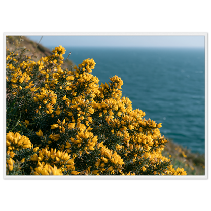 Golden gorse in flower on a clifftop above a blue sea, print in a white frame