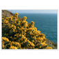 Golden gorse in flower on a clifftop above a blue sea, print in a white frame