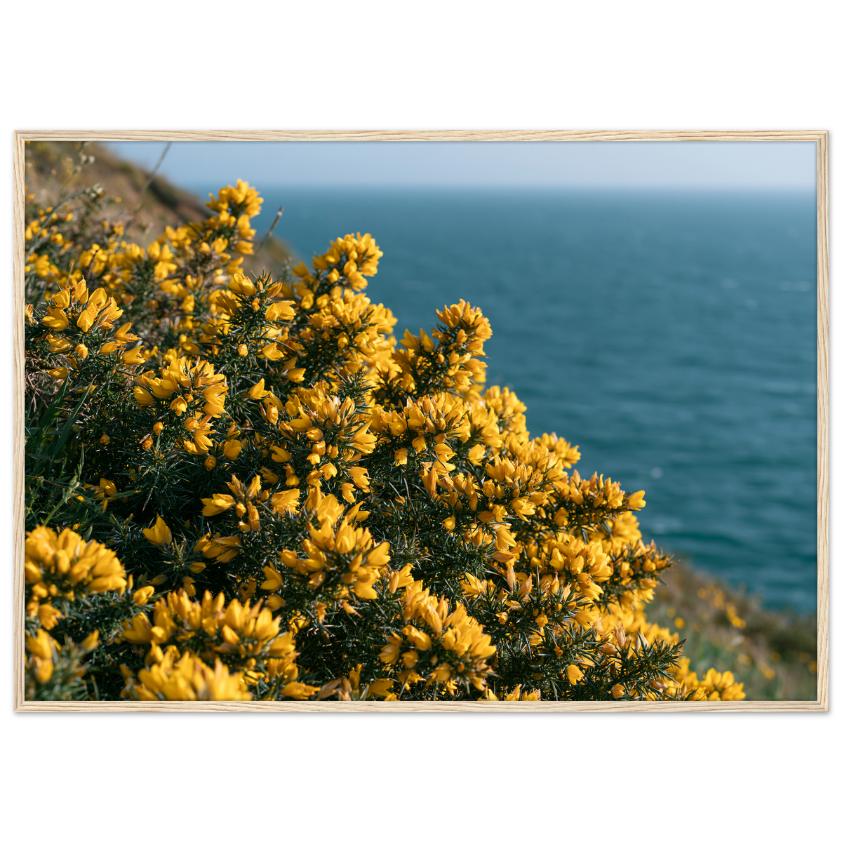 Golden gorse in flower on a clifftop above a blue sea, print in a natural wood frame