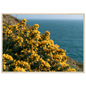 Golden gorse in flower on a clifftop above a blue sea, print in a natural wood frame