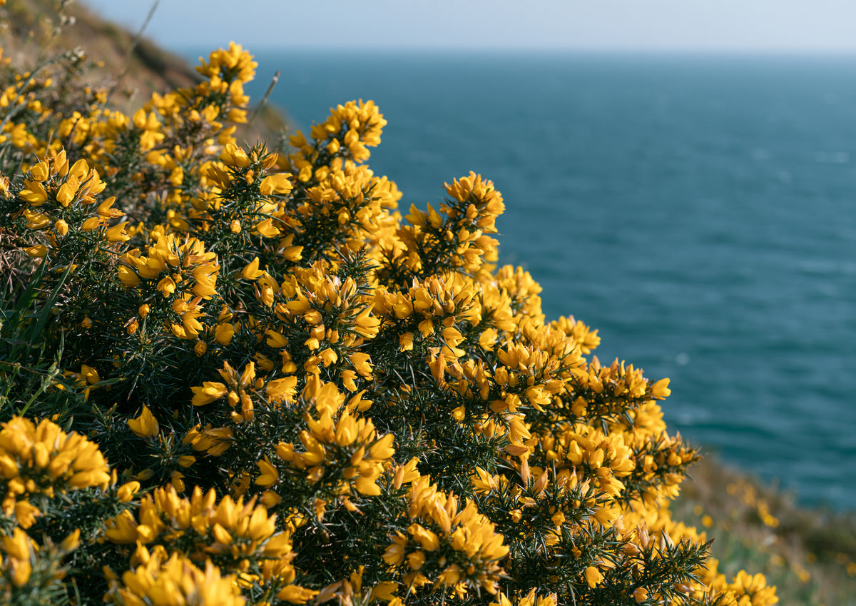 Golden gorse in full flower on a clifftop above a deep blue sea, close view of the yellow blossom and dark spines