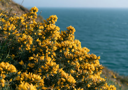 Golden gorse in full flower on a clifftop above a deep blue sea, close view of the yellow blossom and dark spines