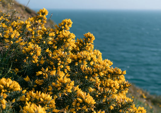 Golden gorse in full flower on a clifftop above a deep blue sea, close view of the yellow blossom and dark spines