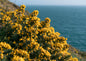 Golden gorse in full flower on a clifftop above a deep blue sea, close view of the yellow blossom and dark spines