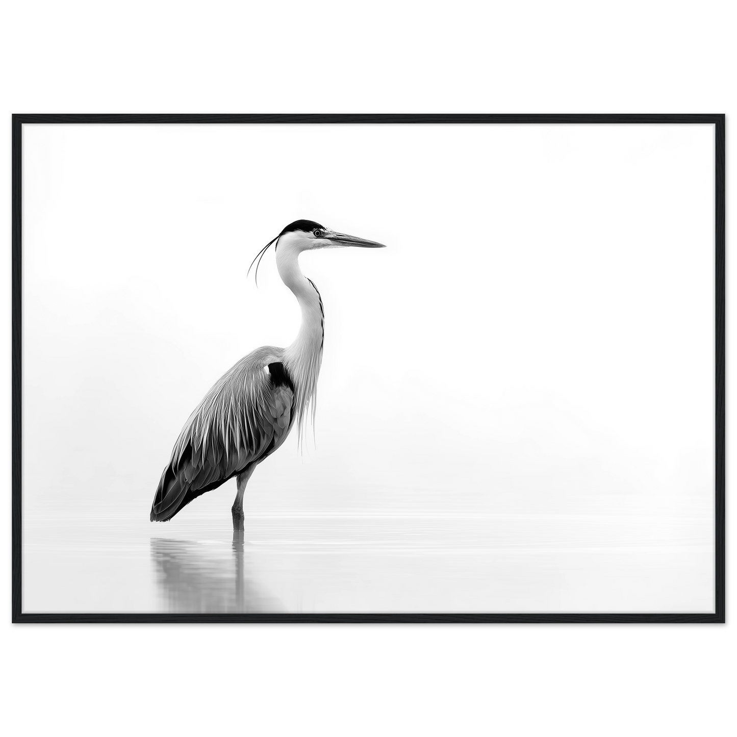 Black and white grey heron in still water, print in a black frame